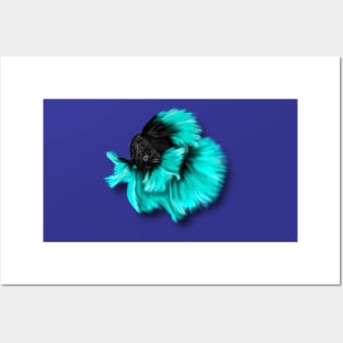 Illustrated Black and Teal Betta Fish Posters and Art